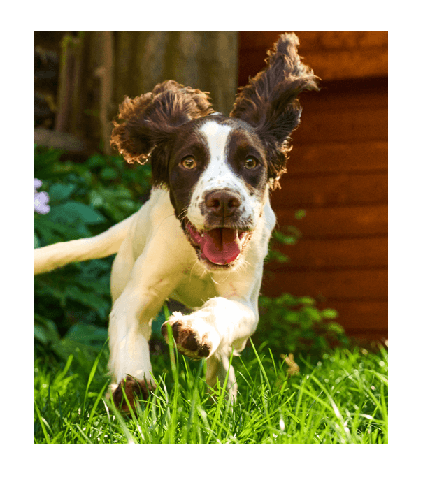 Two dogs running in the grass