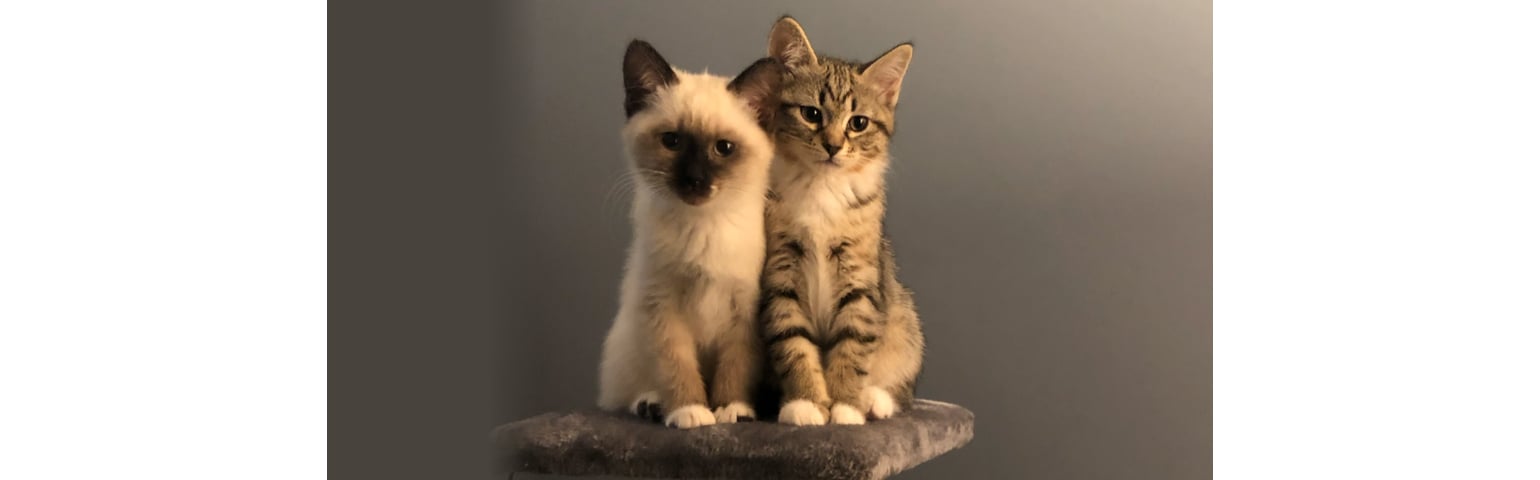 picture of 2 kittens sitting and leaning on each other