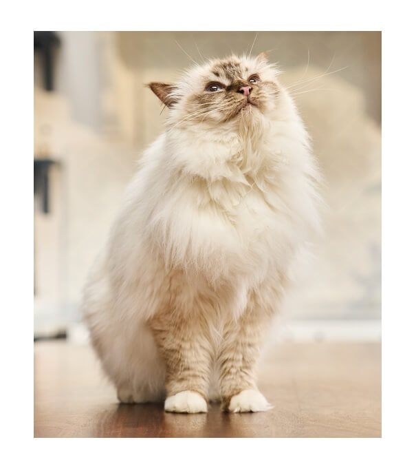 Fluffy Himalayan cat standing on a wooden table indoors.