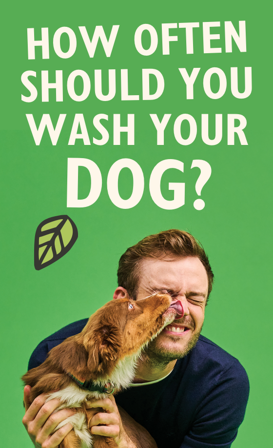 202402-WASHINGYOURDOG-Header-Banner-Mobile-1