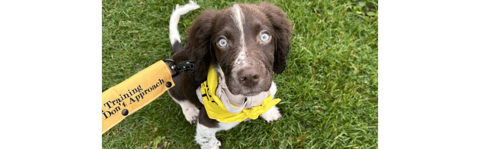 picture of a puppy in a garden on the lead