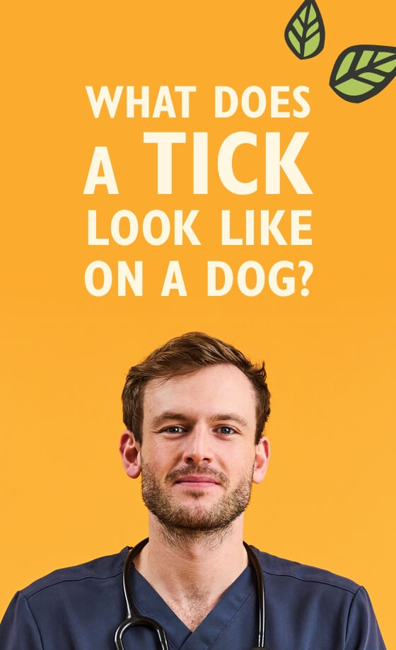 Rory the Vet in scrubs against orange background with text