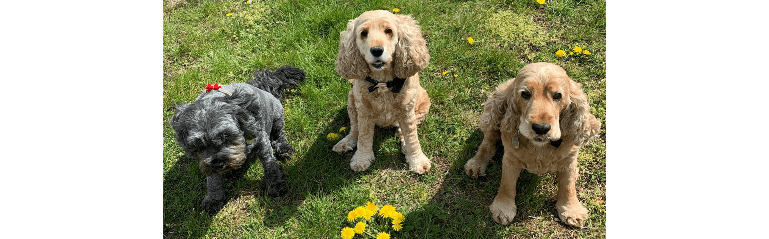 picture of three puppies sitting and looking at the camera