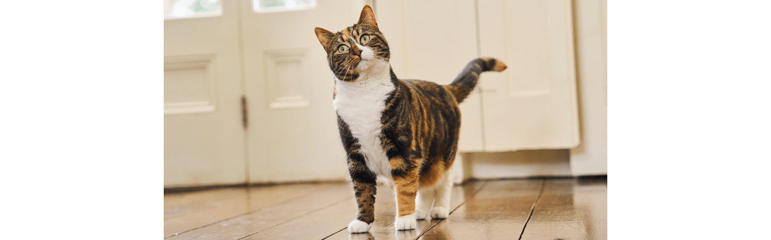 A cat standing on a hardwood floor