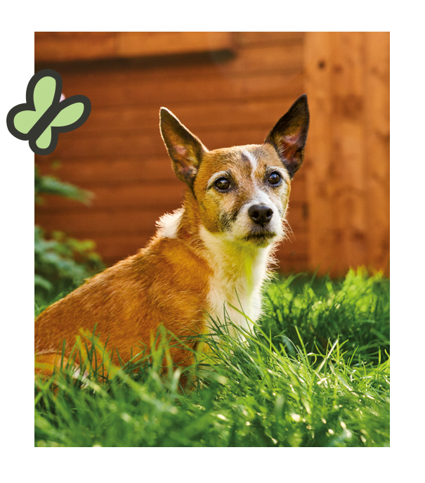 a dog sitting in the grass