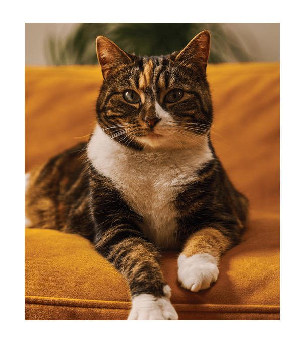 A cat laying on a sofa